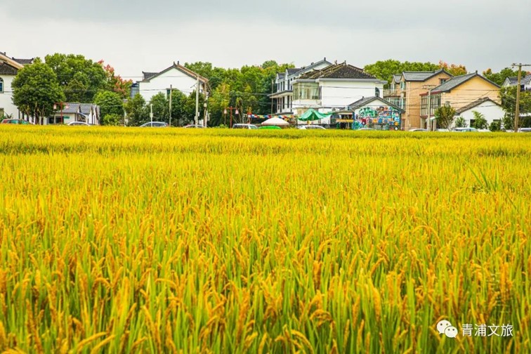 香满秋·一起游丨去青浦来场CountryWalk，遇见金秋盛景！