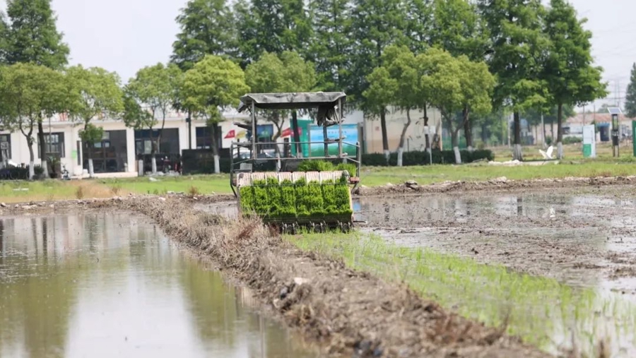 位于松江新浜的土是宝数字农场采用自动插秧.jpg