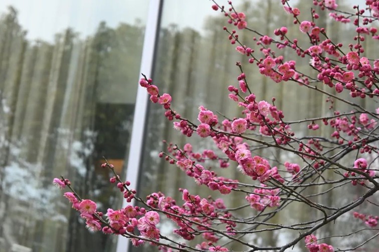 江南梅花季丨“梅”美与共！住在青浦花影中，盼君缓缓归矣