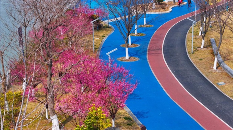 沪水畔,慢时光!梅花映水,到青浦赏梅品水 沪水畔,慢时光!梅花映水,到青浦赏梅品水