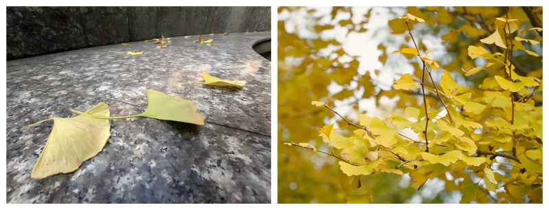 WPS拼图0.png WPS拼图0.png