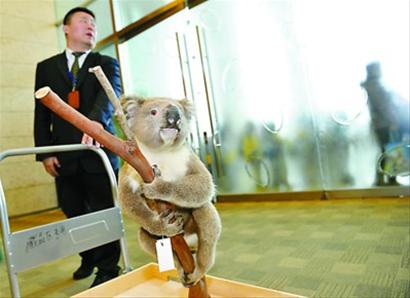 考拉标本“维克多”落户自然博物馆