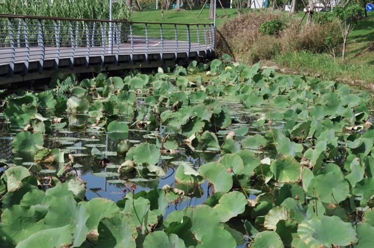 寒风乍起，秋意正浓，你想要的绝色秋光就藏在青浦！