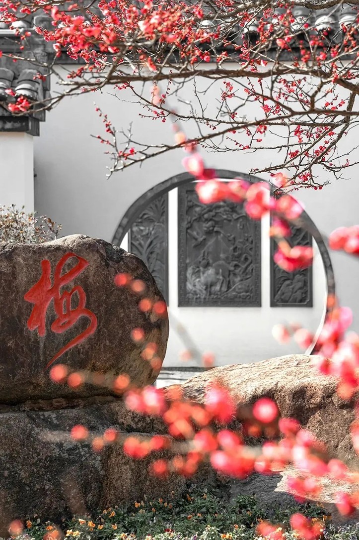 江南梅花季丨开往春天的列车已上线！抓紧冲，青浦梅花已绽放80%！