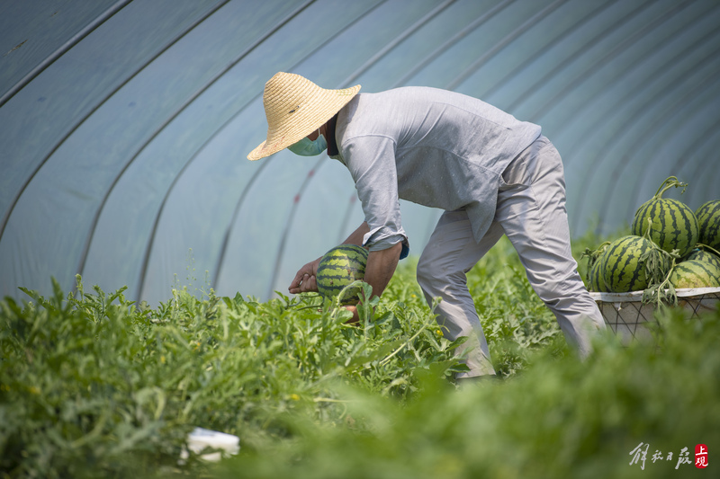 瓜农忙着采收8424西瓜.jpeg 瓜农忙着采收8424西瓜.jpeg