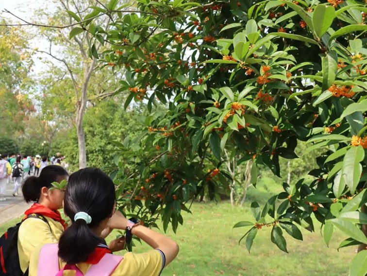 香满秋·一起游|人间十月,桂香满襟!青浦绝佳赏桂地,原来在这里! 香满秋·一起游|人间十月,桂香满襟!青浦绝佳赏桂地,原来在这里!