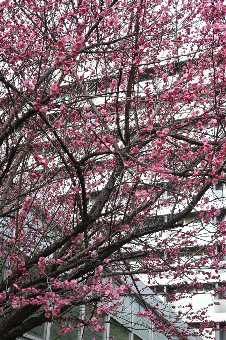 江南梅花季丨“梅”美与共！住在青浦花影中，盼君缓缓归矣