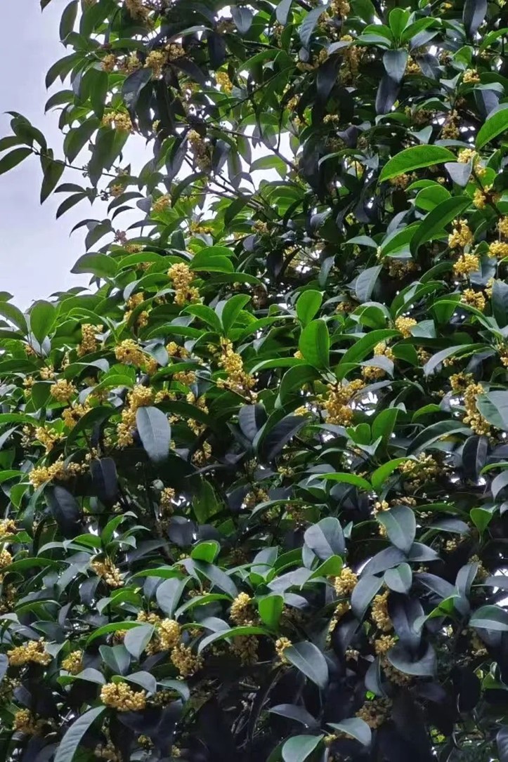 香满秋·一起游|人间十月,桂香满襟!青浦绝佳赏桂地,原来在这里! 香满秋·一起游|人间十月,桂香满襟!青浦绝佳赏桂地,原来在这里!