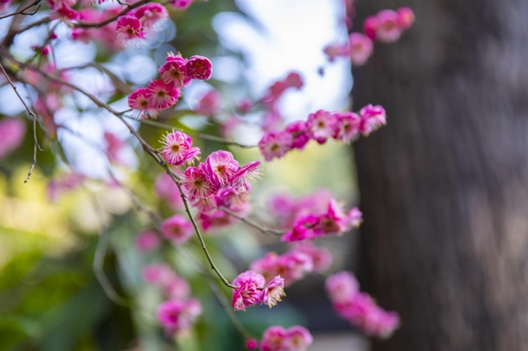 沪水畔,慢时光!梅花映水,到青浦赏梅品水 沪水畔,慢时光!梅花映水,到青浦赏梅品水