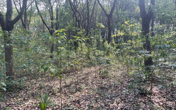 踏查林地定方案 养护指导促提升——城市人工林固碳增汇效能提升2.jpg 踏查林地定方案 养护指导促提升——城市人工林固碳增汇效能提升2.jpg