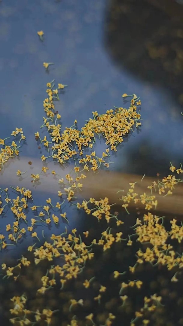 会·聚青浦|宿进江南赏个秋!想了一百种文案,都不及来住上一晚! 会·聚青浦|宿进江南赏个秋!想了一百种文案,都不及来住上一晚!