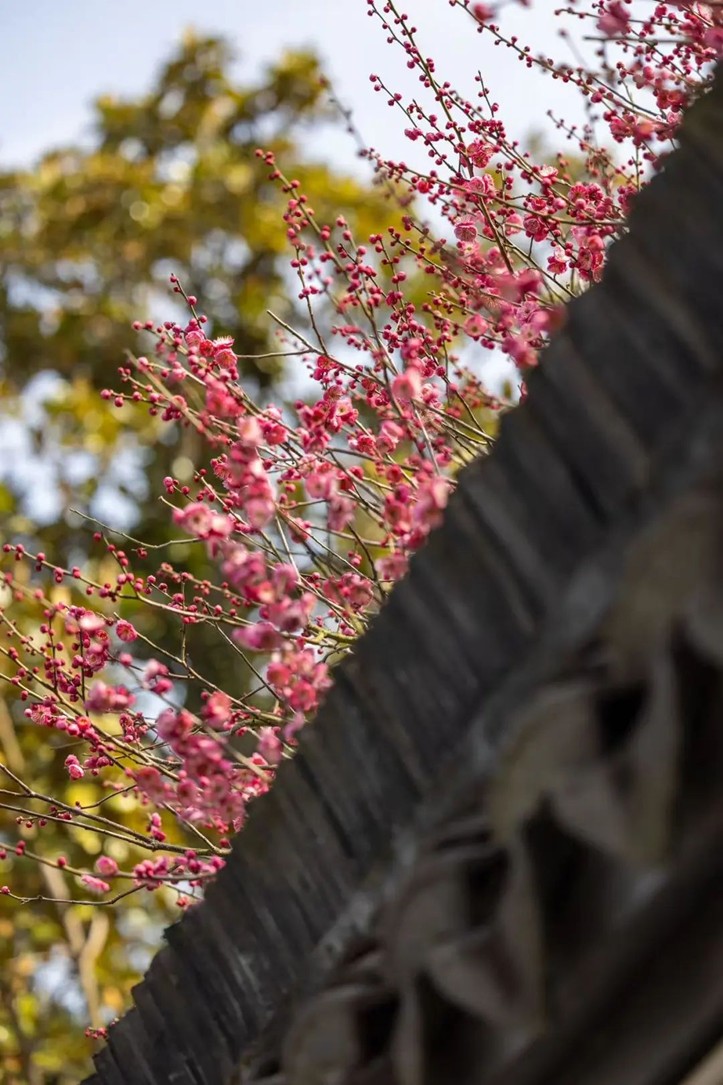 江南梅花季丨开往春天的列车已上线！抓紧冲，青浦梅花已绽放80%！