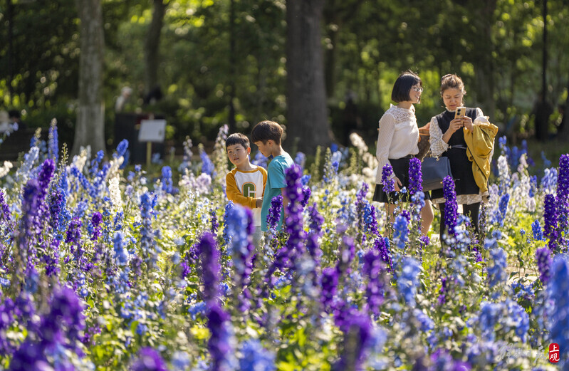 上海世纪公园内的大花飞燕草正值盛放.jpeg
