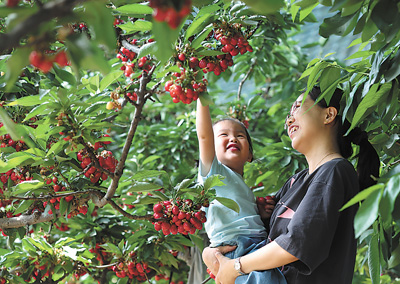 在河北石家庄的采摘园里，游客采摘樱桃。.jpg