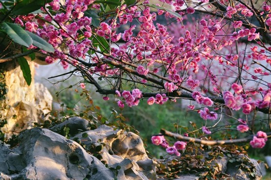 2026逛青浦环城水系公园指南