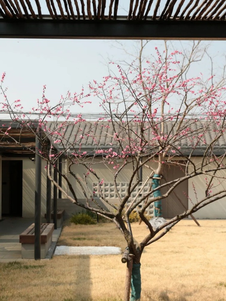 江南梅花季丨“梅”美与共！住在青浦花影中，盼君缓缓归矣