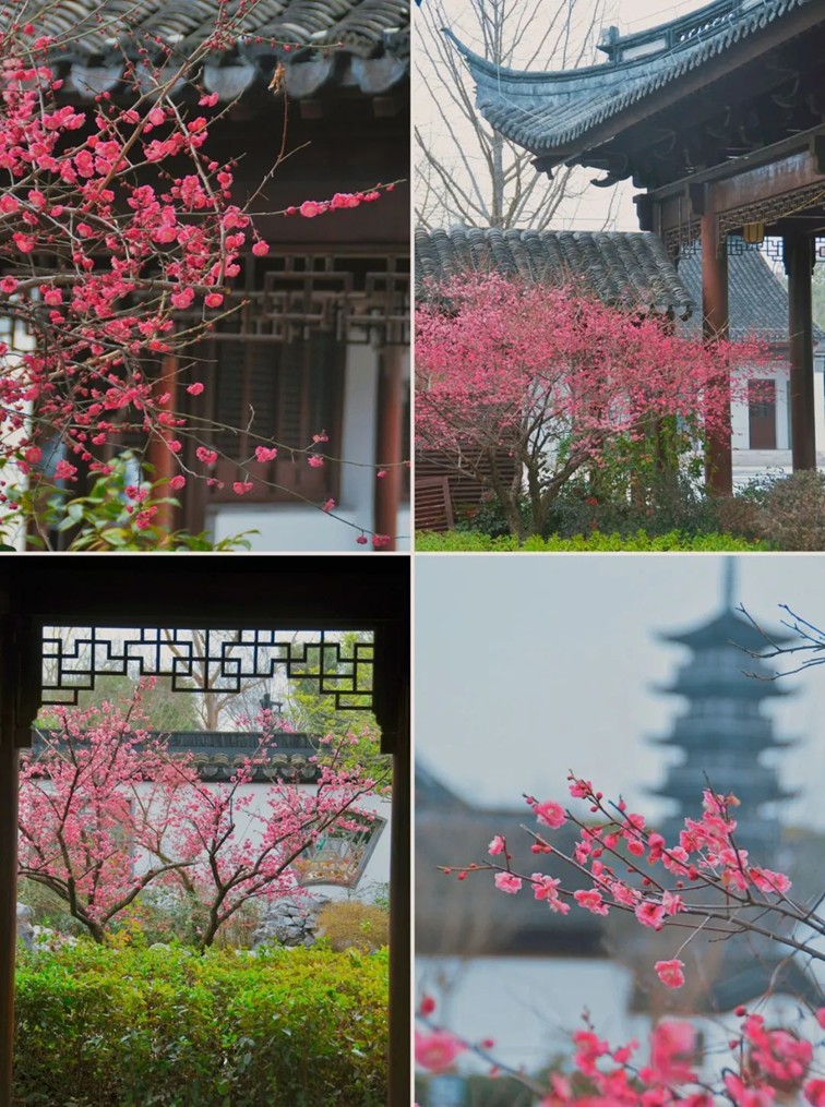 江南梅花季丨开往春天的列车已上线！抓紧冲，青浦梅花已绽放80%！