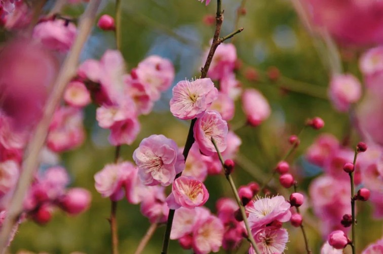 江南梅花季丨开往春天的列车已上线！抓紧冲，青浦梅花已绽放80%！