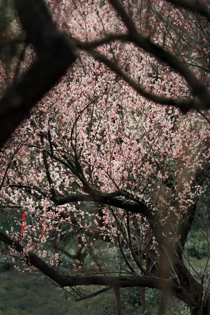 江南梅花季丨开往春天的列车已上线！抓紧冲，青浦梅花已绽放80%！