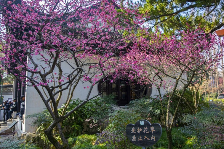 沪水畔,慢时光!梅花映水,到青浦赏梅品水 沪水畔,慢时光!梅花映水,到青浦赏梅品水