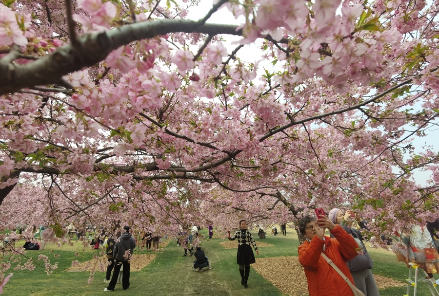 辰山植物园内，枝干相连的河津樱组成一片粉色的顶盖。 陈玺撼 摄.jpeg