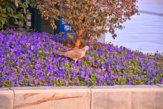 2026逛青浦环城水系公园指南