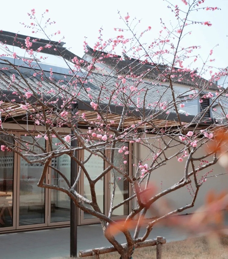 江南梅花季丨“梅”美与共！住在青浦花影中，盼君缓缓归矣