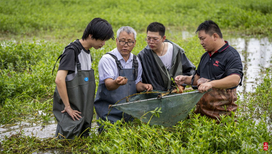 图为成永旭教授(左二)与吴仁福(右一)查看蟹苗成长情况,为学生们讲解如何分辨蟹苗质量.jpeg 图为成永旭教授(左二)与吴仁福(右一)查看蟹苗成长情况,为学生们讲解如何分辨蟹苗质量.jpeg
