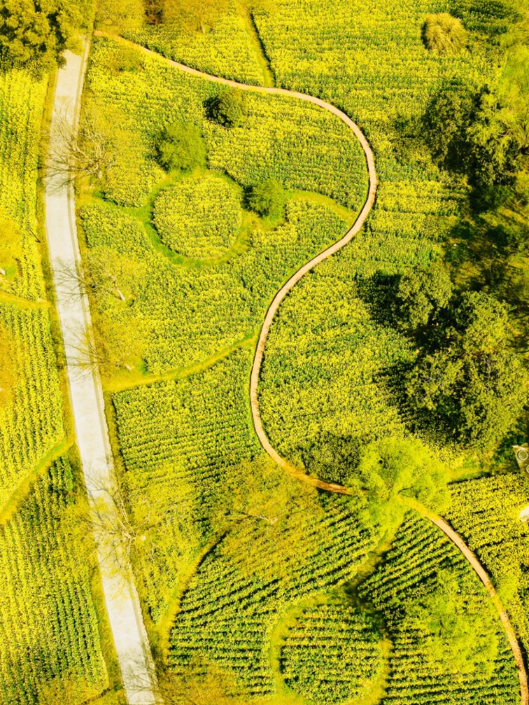 上班暂停一下!快来青浦看樱花雨 上班暂停一下!快来青浦看樱花雨
