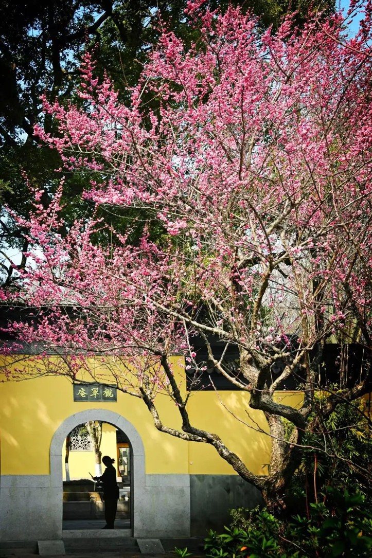 江南梅花季丨开往春天的列车已上线！抓紧冲，青浦梅花已绽放80%！