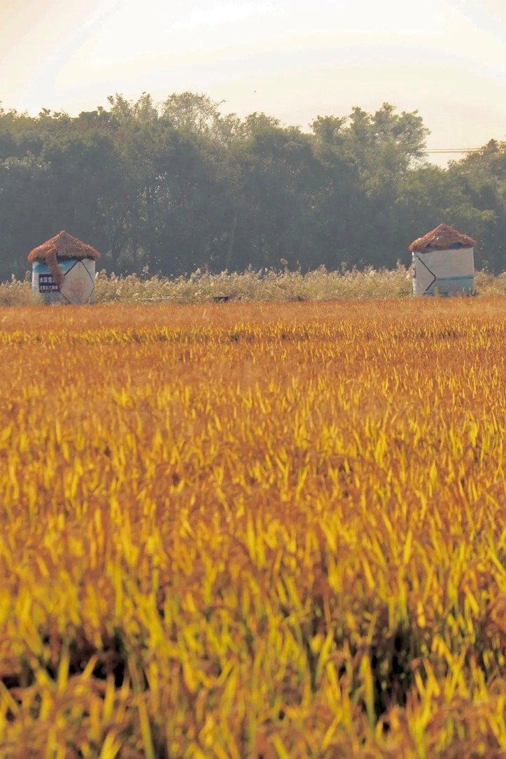 香满秋·一起游丨去青浦来场CountryWalk，遇见金秋盛景！