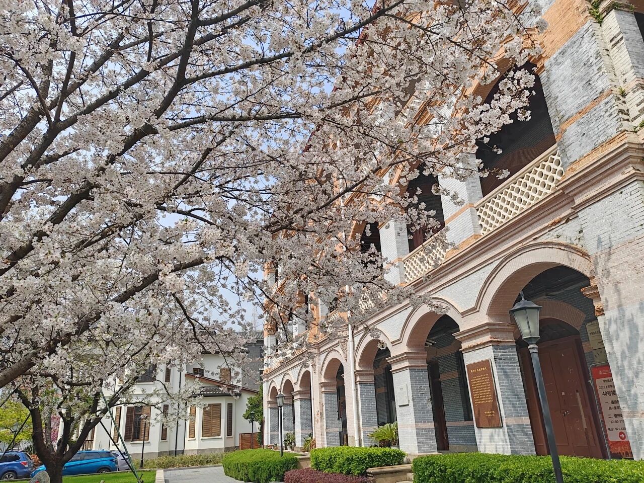 樱花季限定浪漫！红墙、古建……长宁这些宝藏打卡点，随手一拍就是大片！2.jpg
