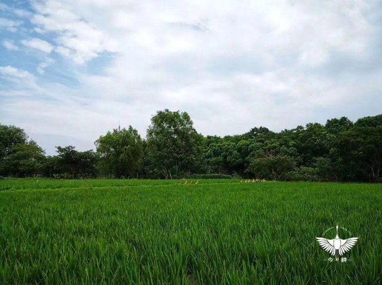 入选“国”字号!这几种青浦特色农产品,每一款都超赞~ 入选“国”字号!这几种青浦特色农产品,每一款都超赞~