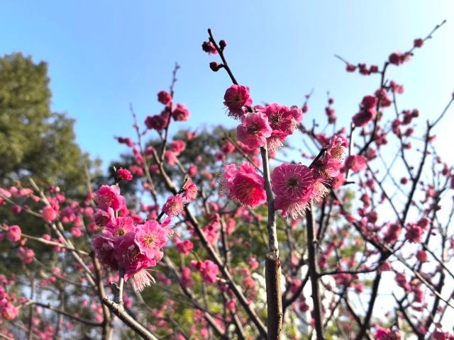 0227_102906_583.jpg 微信图片_2025-02-27_102916_593.jpg