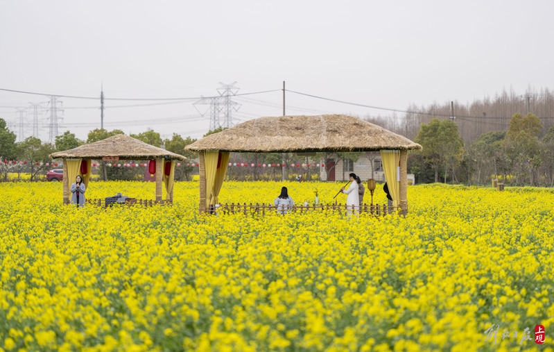 满目“金”春.jpeg