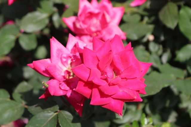 0519_153227_193.jpg 微信图片_2025-05-19_153034_132.jpg