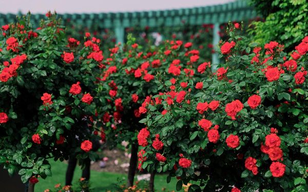 北京红.jpg 北京红.jpg