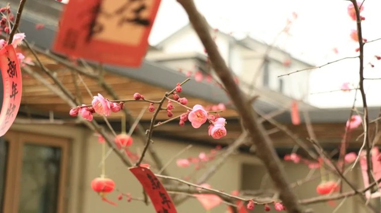 江南梅花季丨“梅”美与共！住在青浦花影中，盼君缓缓归矣