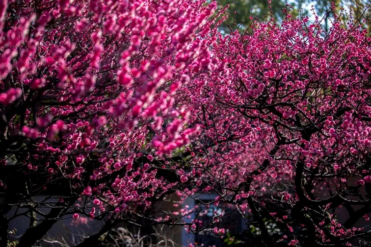 江南梅花季丨开往春天的列车已上线！抓紧冲，青浦梅花已绽放80%！