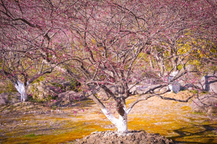 江南梅花季丨开往春天的列车已上线！抓紧冲，青浦梅花已绽放80%！