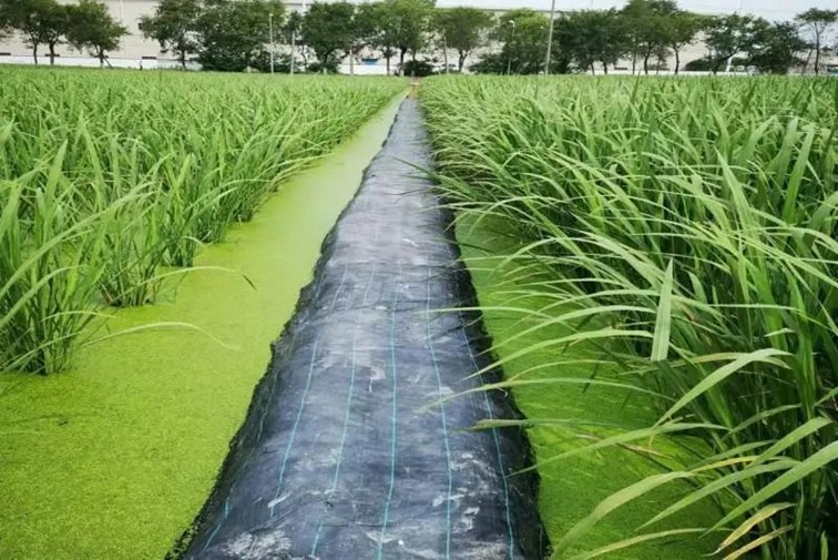 入选“国”字号!这几种青浦特色农产品,每一款都超赞~ 入选“国”字号!这几种青浦特色农产品,每一款都超赞~