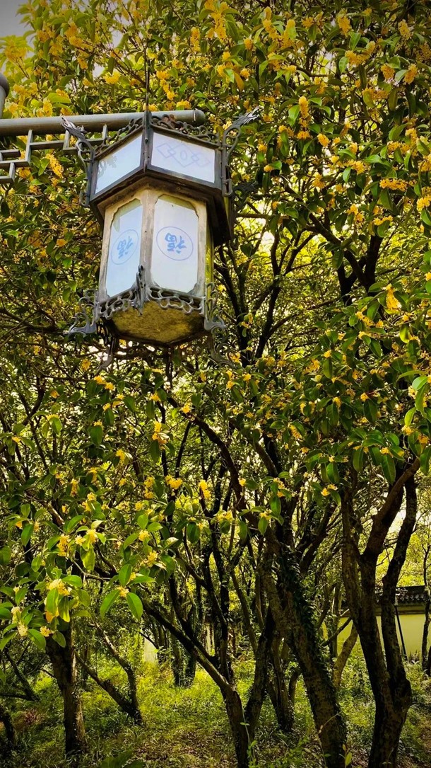 香满秋·一起游|人间十月,桂香满襟!青浦绝佳赏桂地,原来在这里! 香满秋·一起游|人间十月,桂香满襟!青浦绝佳赏桂地,原来在这里!