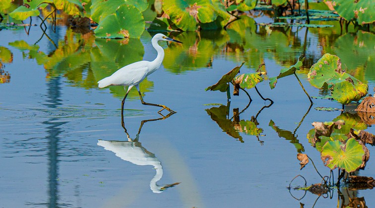 随着镜头中的涟漪,在水韵流转中感受青浦水美乡村 随着镜头中的涟漪,在水韵流转中感受青浦水美乡村