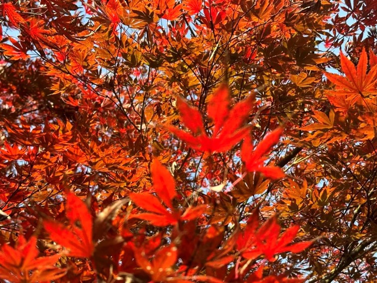 “宿主”您好，请领取主线任务：寻找青浦红叶地图！