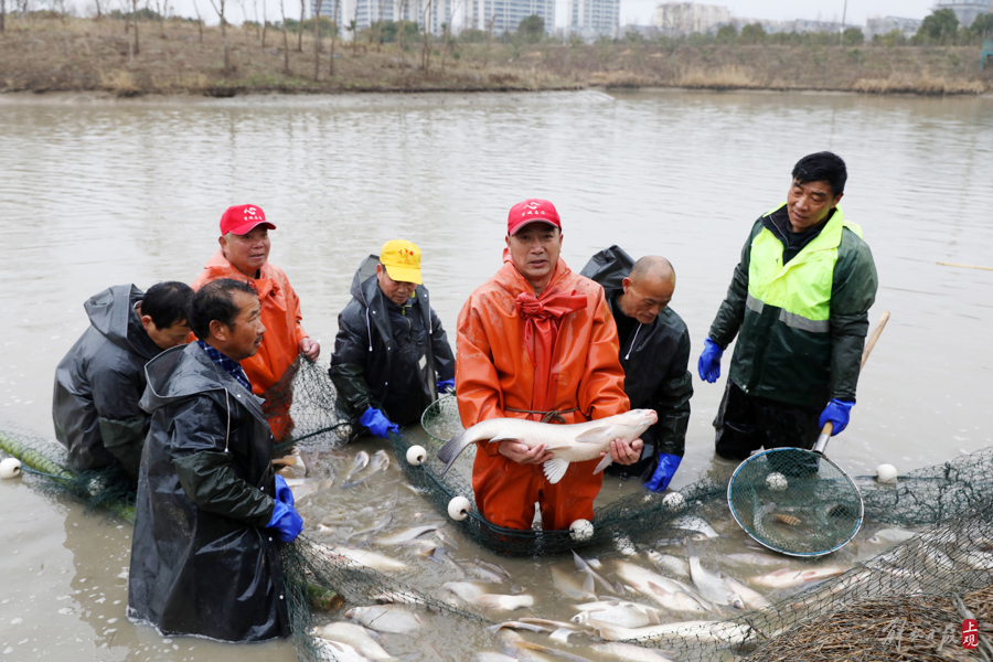 奉贤华严村“橘米公社”冬捕收获约3吨鱼 起塘分鱼 村里老人年年有鱼