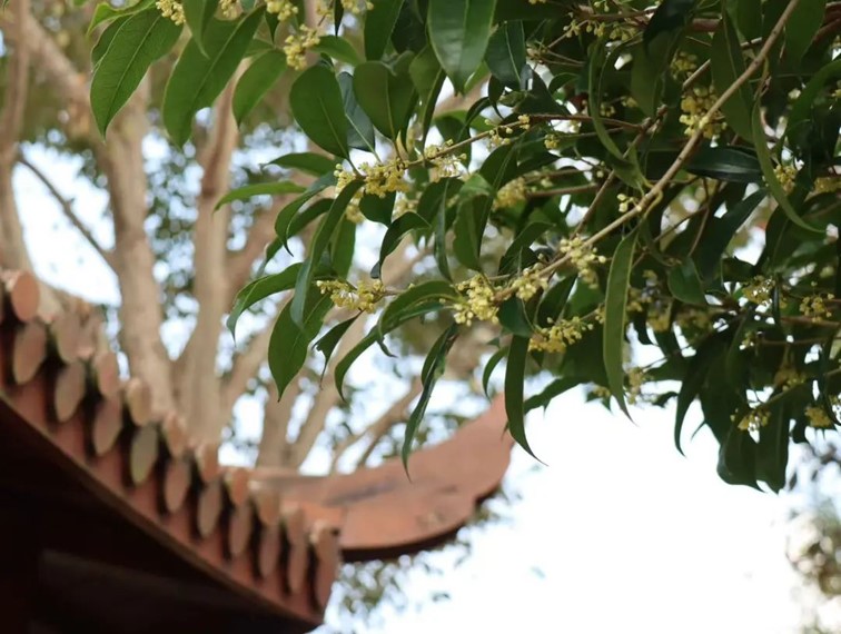 香满秋·一起游|人间十月,桂香满襟!青浦绝佳赏桂地,原来在这里! 香满秋·一起游|人间十月,桂香满襟!青浦绝佳赏桂地,原来在这里!