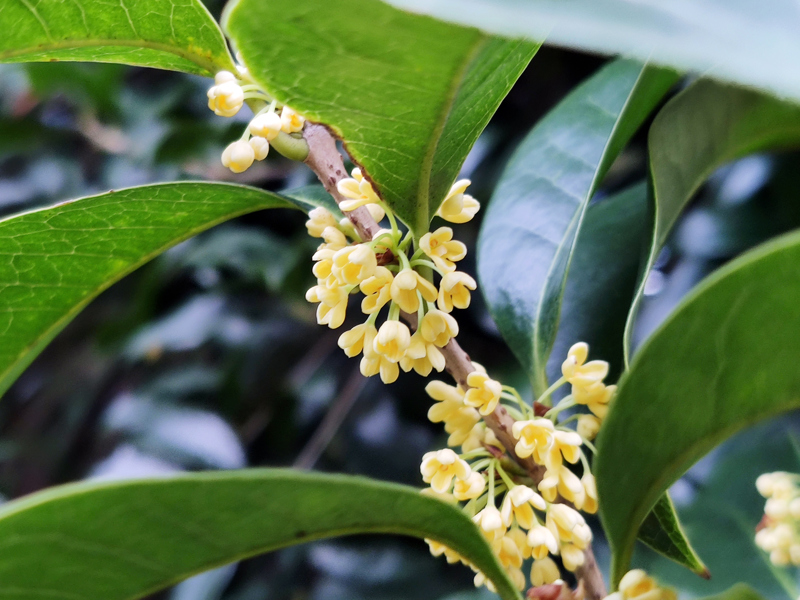 上海植物园内开放的早银桂.jpeg 上海植物园内开放的早银桂.jpeg