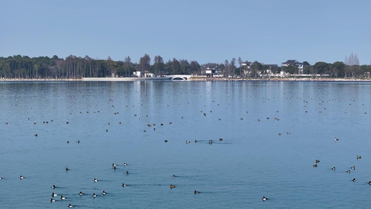 沪水畔,慢时光!梅花映水,到青浦赏梅品水 沪水畔,慢时光!梅花映水,到青浦赏梅品水