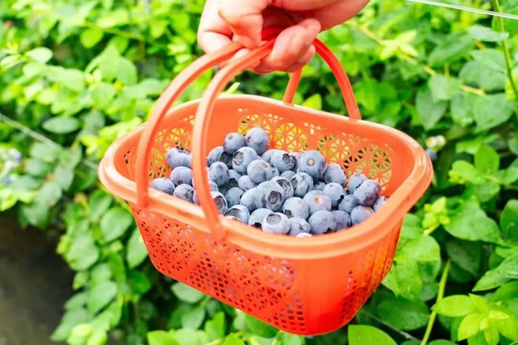 文旅商体展农资讯:青浦区一周活动菜单(2025年6月6日-6月13日) 文旅商体展农资讯:青浦区一周活动菜单(2025年6月6日-6月13日)