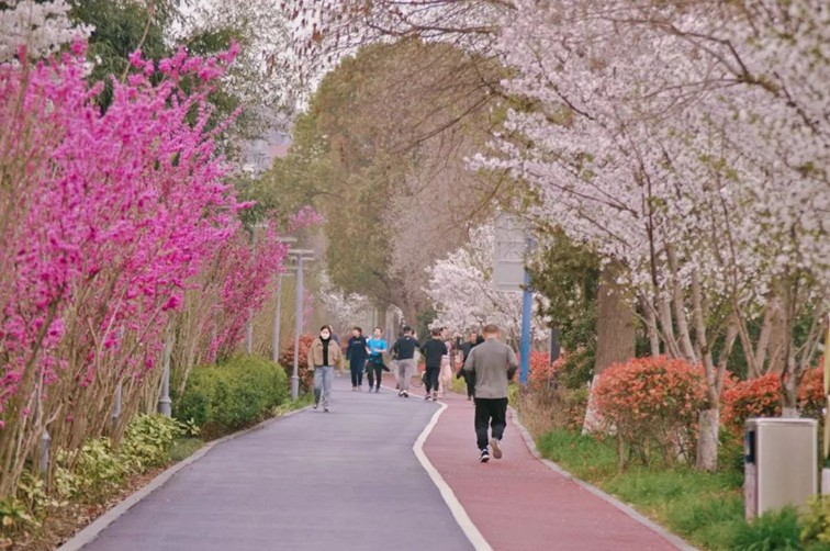 上班暂停一下!快来青浦看樱花雨 上班暂停一下!快来青浦看樱花雨